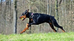 Zanimljive činjenice o dobermunu