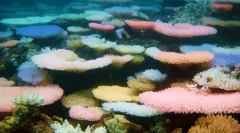 Zanimljive činjenice o koraljima