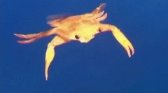 Zanimljive činjenice o kolu crnog mora