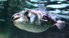 Zanimljive činjenice o fish fugu