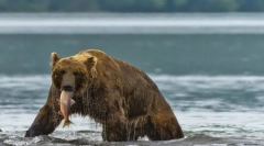 Zanimljive činjenice o životinjama taiga
