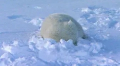 Zanimljive činjenice o životinjskoj tundra