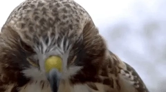 Zanimljive činjenice o hawku