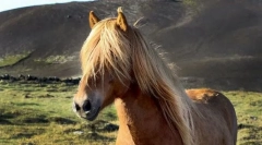 Islandski poni