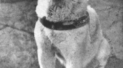Istorija hachiko - najzanimljivija u svijetu psa (7 fotografija)