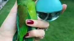 Istorija ćelavog parrota rei