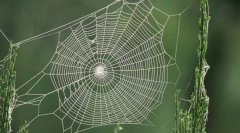 Šta pauk sakriva njegov web?