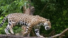 Jaguar (fotografija životinja): sretna i prekrasna velika mačka