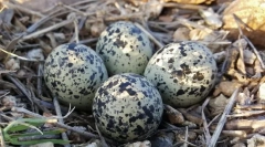 Jaje. Građevina, veličina, oblik i jaja u boji