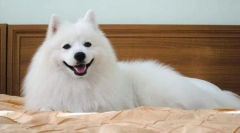 Japanski spitz