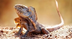 Lizard plaffamy