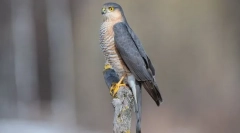 Hawk-reseler