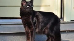 Yalanenez: pasmina opis