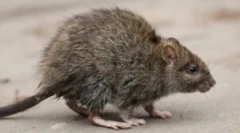 Učinkovite refrakcije i otrovi od štakora