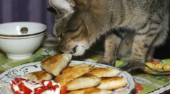 Efektivne metode podučavanja mačaka i mačaka iz lasagne