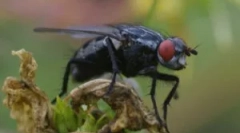 Efektivna sredstva iz muva u kući