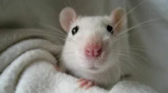 Etoparaziti u dekorativnim štakorima