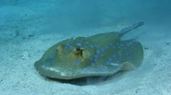 Električna stingray