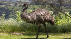 Emu