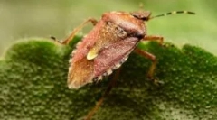 Ovo nije buba, već greška koja smrdi