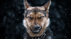 Kakve snove o psu: tajne i snovi