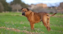 Ka de bo (photo): tandem hrabrost i čast u jednom srcu