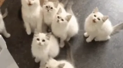 Koliko često mačka rodi