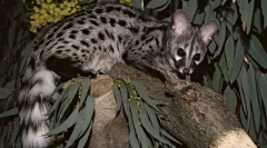 Kako su cyasteri uključeni u proizvodnju najskuplje kafe na svijetu?