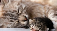 Koliko dugo mačka rodi?