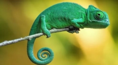 Kako chameleon mijenja boju?