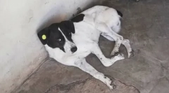 Kako je vlasnik pronašao svog psa u tri godine pretrage