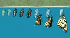 Kako se leptir pojavljuje iz caterpillar-a?