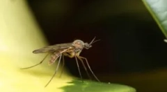 Kako komarci pronalaze osobu u mraku?