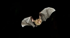 Kako su šišmiši orijentirani u mraku?