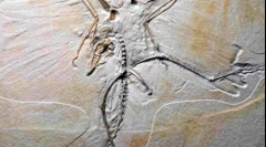 Kako je pronađena dinosaurusi?
