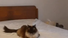 Kako mačke komuniciraju