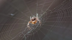 Kao pauk weave web?