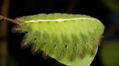 Kako je puzao mecanevoon caterpillars?