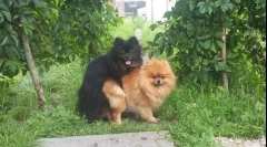 Kako je prvi put pletenje pasa: kako pomoći kućnim ljubimcima