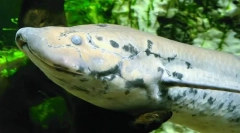 Kako će protokteri izgubiti sušu?