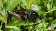 Kako se kriket drobi: zakoni o oporavku zvuka