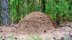 Kako je anthill uređen?