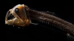 Kako izgledaju najstrašnija morska bića (fotografija)