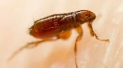 Šta blef ugrize na muškarcu izgledaju kao