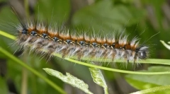 Kako žive caterpillar caterpants?