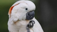 Cockada molukksky