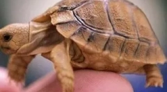 Kakva je kornjača tvoja?