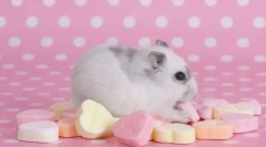 Koja je hrana zabranjena hrčak?