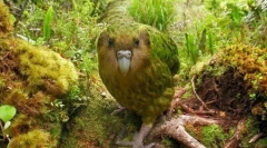 Kakapo: dobro namenljivo papagaj, slično ol (9 fotografija)