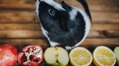 Koje voće i bobice jedu zamorca